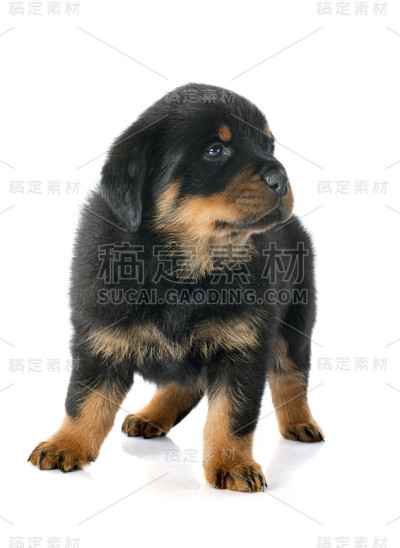 小狗罗特韦尔犬