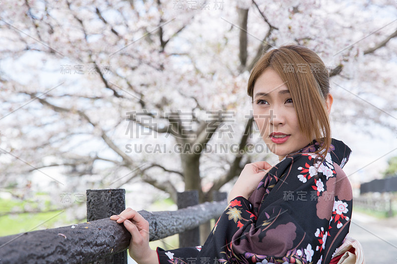 年轻的日本女孩穿着和服看着某人附近的樱花