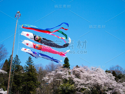 蓝天下盛开的樱花和Koinobori(锦鲤形状的日本风筝)