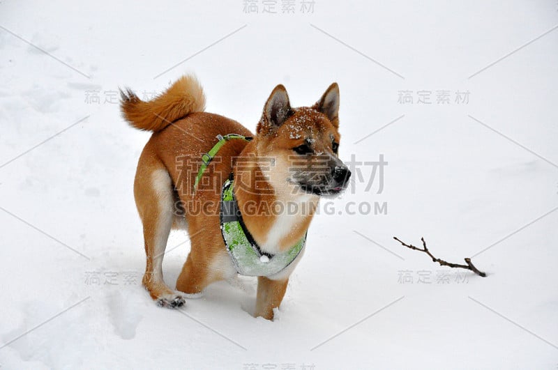 雪中的柴犬小狗