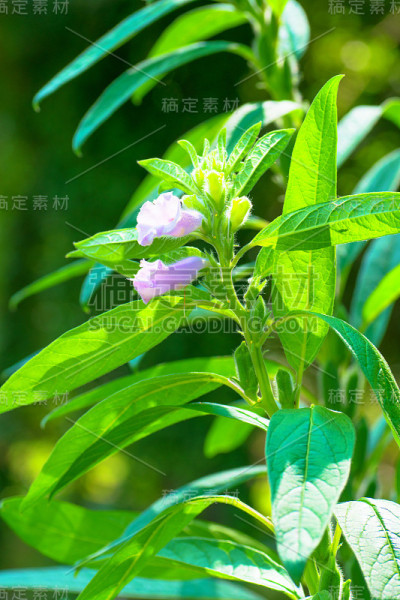 芝麻品种、芝麻花
