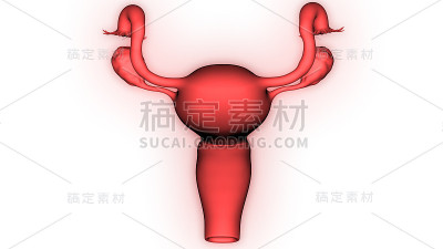 女性生殖系统解剖学