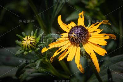 季末开花
