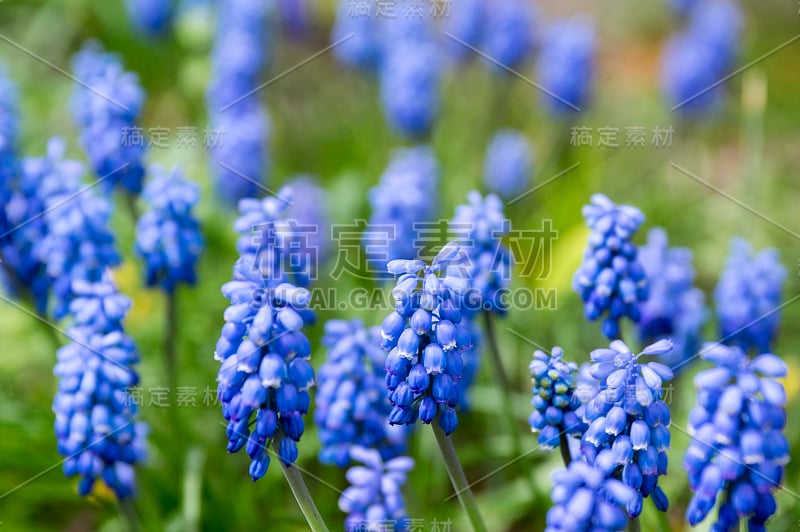 杏树开花植物，蓝色的春天球茎葡萄风信子花在花园里盛开