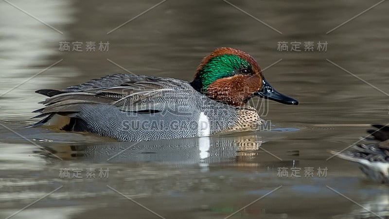 弗吉尼亚州亨特利草地公园的绿翅鸭