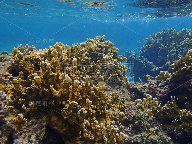 加勒比海潜水