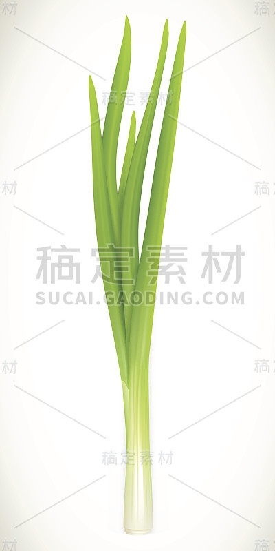白色背景上的新鲜绿洋葱。矢量图