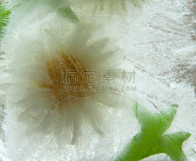 背景紫菀花在冰块与气泡。