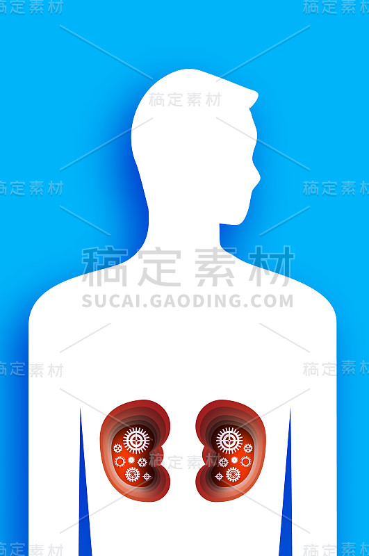 男性肾与齿轮和齿轮一起工作。剪纸风格中的人体解剖。健康的sistem。医疗机构的象征。蓝色背景。