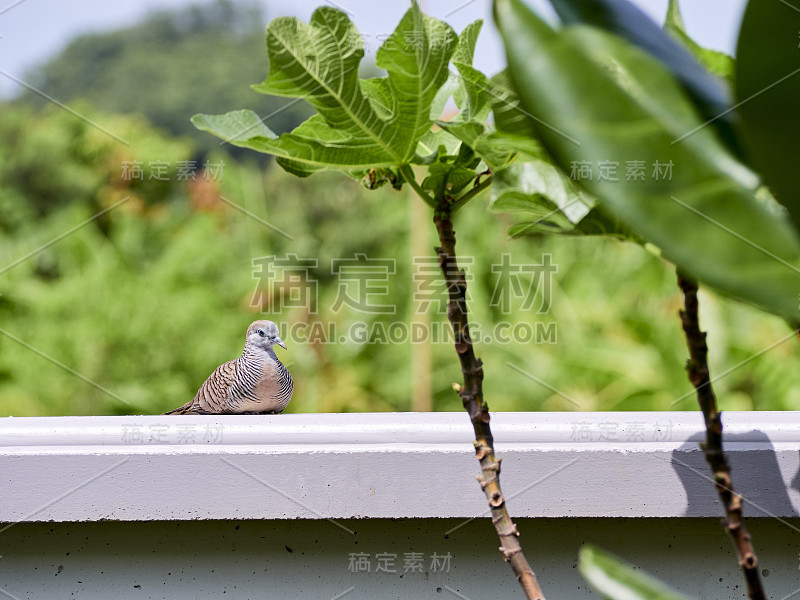 在泰国的斑纹Geopelia与模糊的自然背景。