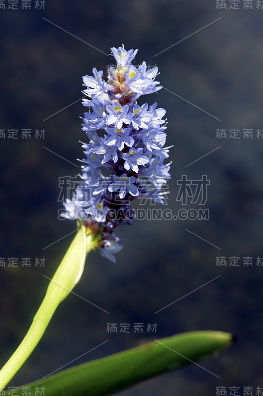 水生植物的花