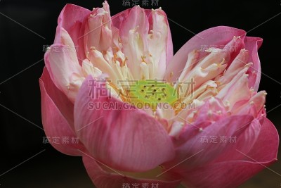 莲花