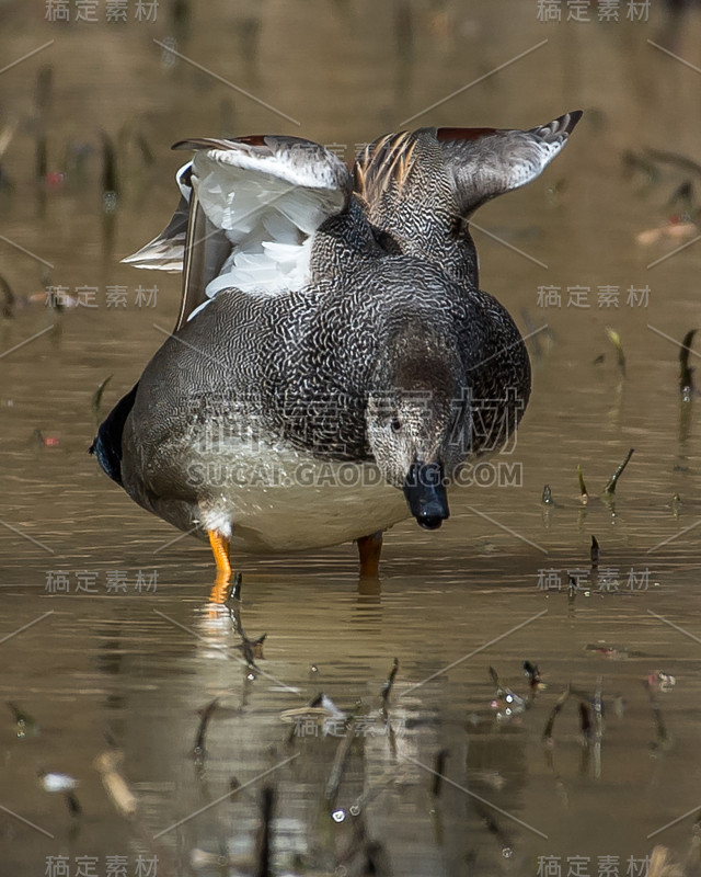 弗吉尼亚州亨特利草地公园的Gadwall Duck