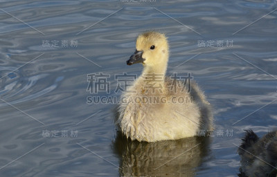 加拿大鹅宝宝