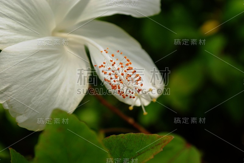 一个白色木槿花的雌蕊的特写，柔软的背景