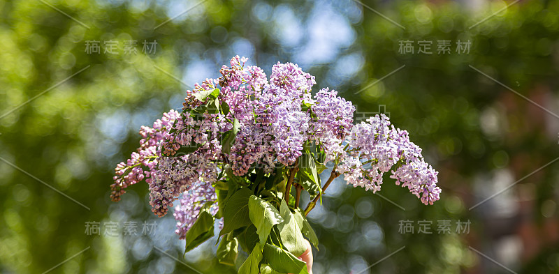 紫丁香花，春天的背景有紫丁香花盛开在阳光灿烂的花园里，花圃在春天的日子里，紫丁香花盛开。花的风景