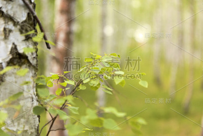桦林