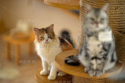 可爱和顽皮的宠物猫坐在家里，忠诚的爱人的概念
