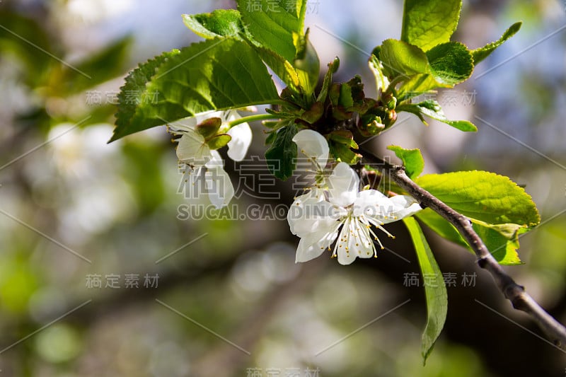 樱花树的细节