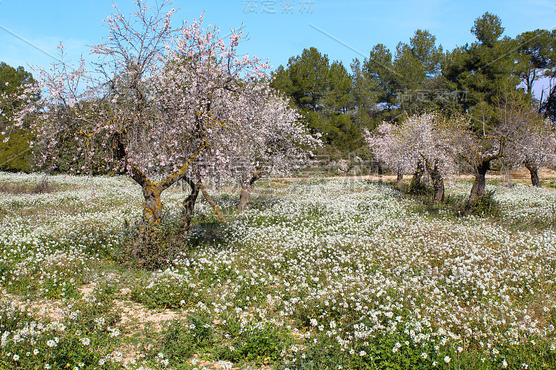 早春开花的杏树。杏仁花。杏花在博尔赫斯Blanques, Les Garrigues，莱莱达，西班牙