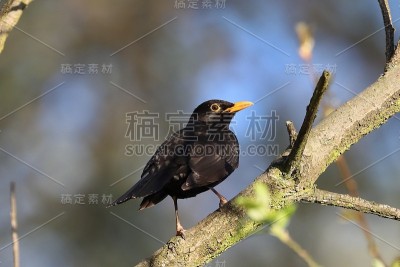 黑鸟
