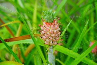俾格米人的菠萝