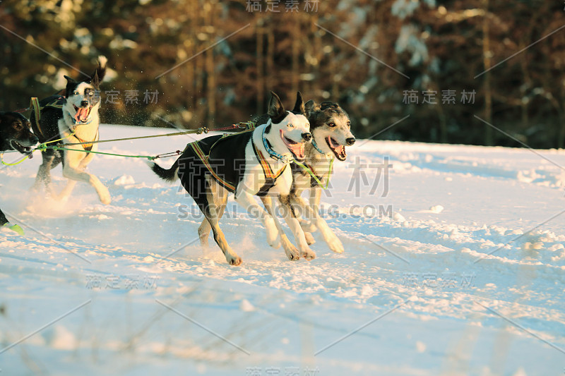 冬季狗拉雪橇比赛在美妙的冬季风景的背景是模糊的导盲犬。冬季雪橇狗在赛道上赛跑。