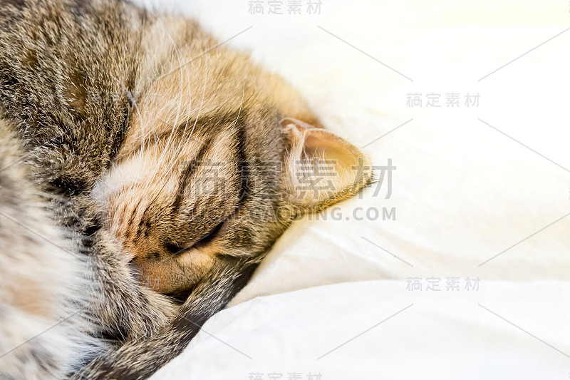 一只虎猫睡在柔软舒适的床上。关闭，复制空间。猫蜷成一团