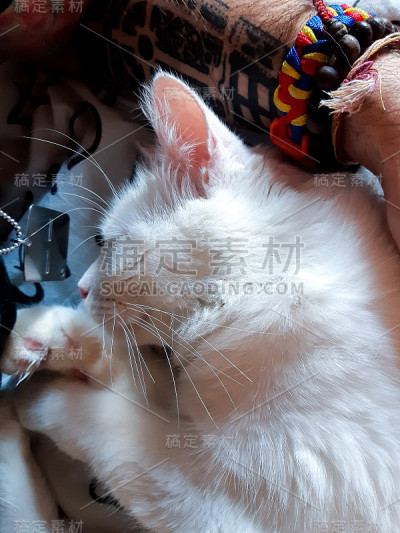 喜欢鲁珀特