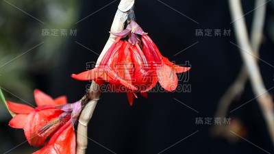 小红兰花
