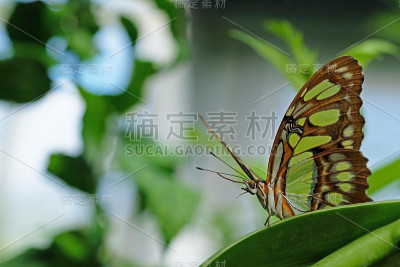 孔雀石，菱形菱形，蝴蝶栖息在叶子上