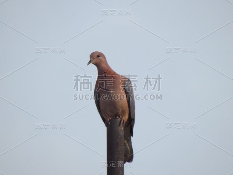 鸽子站在灯柱上