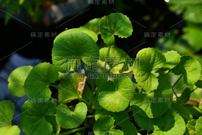 黑色背景上的可拉树叶