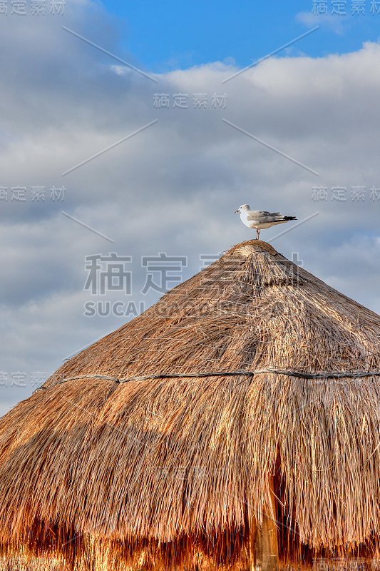 加勒比海椰子棕榈叶小屋上的海鸥