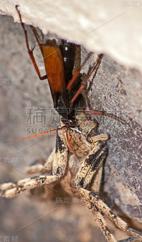 食蜘蛛黄蜂，Pompilidae Sp.与其猎物雨蛛(Palystes superciliosus)