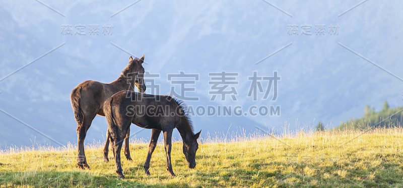 美丽的野马在遥远的山区在夏天