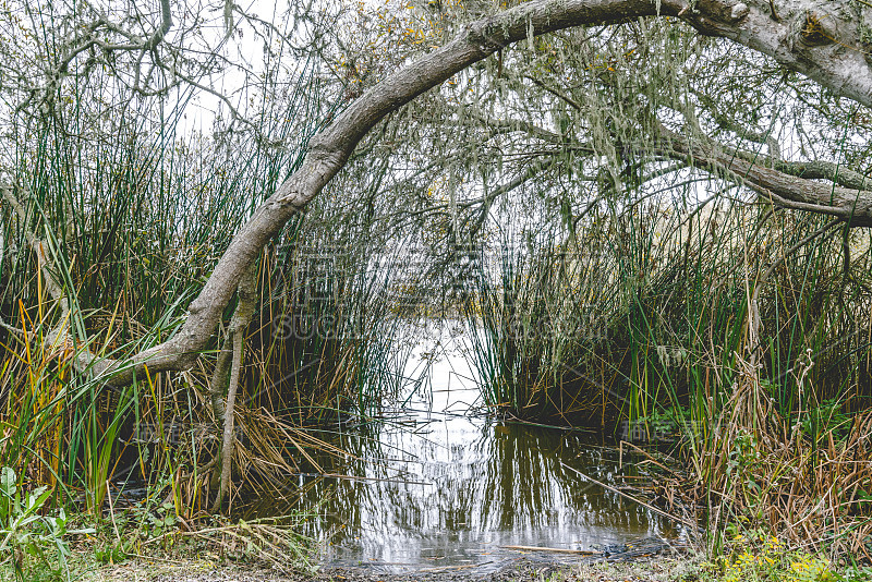 沼泽湖和原生森林。Oso Flaco Lake Natural Area, Oceano, Cali