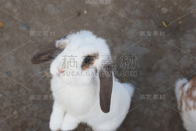大兔子站