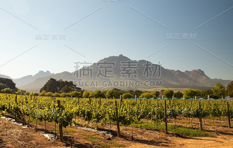 对山葡萄园