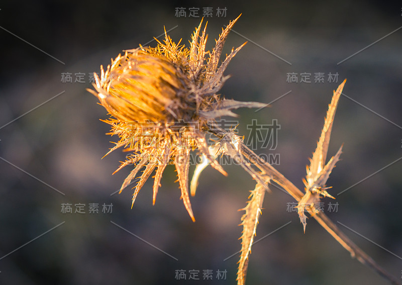 春天的大自然