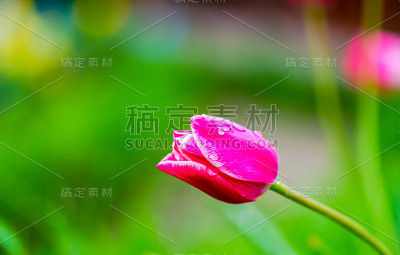 花园的花