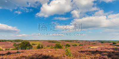 在Veluwe盛开的荒地的全景图像