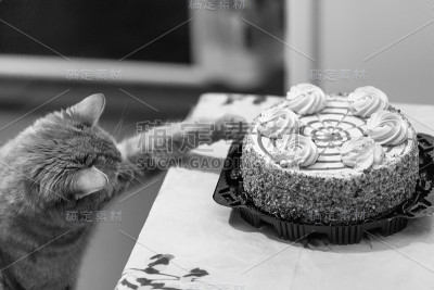 猫