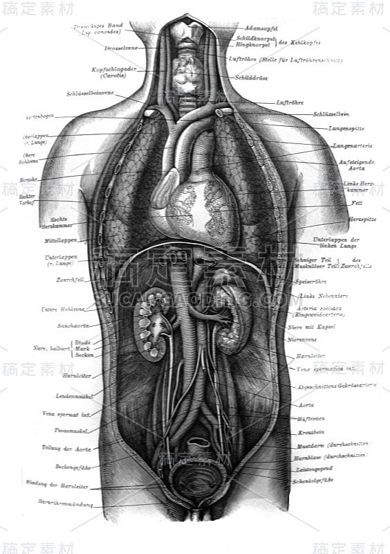 内部身体和肾脏的观点在旧书梅耶斯辞典，第五卷，1897年，莱比锡