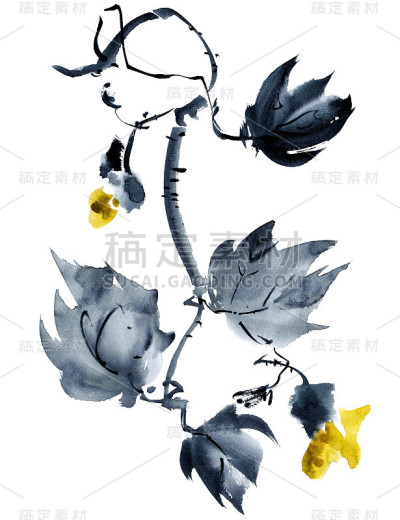 黄花说明. .