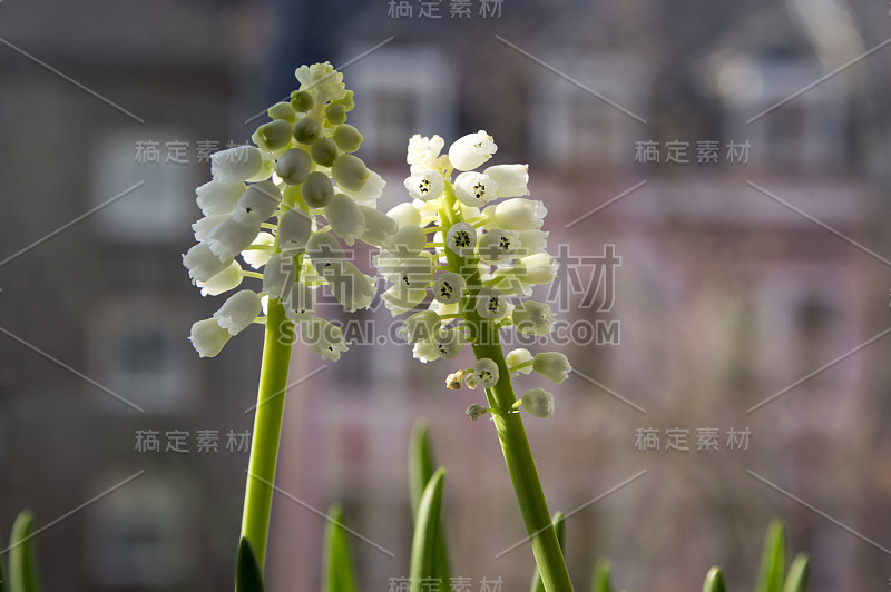 杏树开花，白葡萄风信子开花，