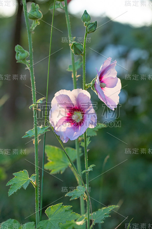 春天的户外，开蜀葵花，紫红花