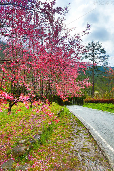 樱花与路