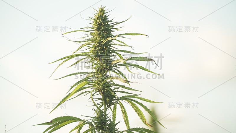 在户外大麻农场种植大麻。大麻植物用于CBD和健康