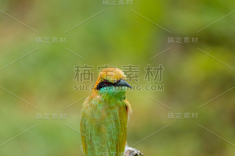 绿蜂食虫，红眼睛